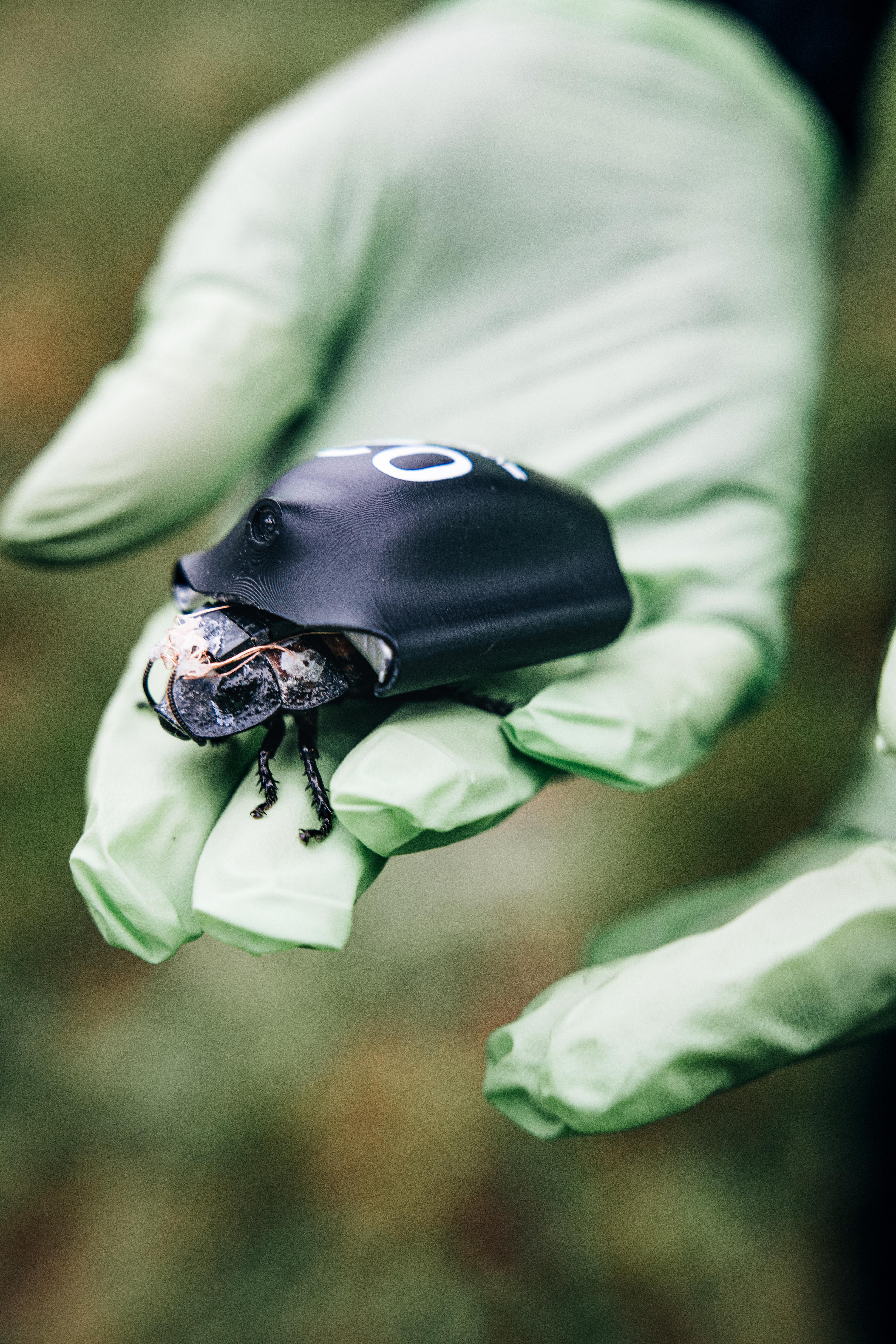 Eine Kakerlake krabbelt über eine Hand mit grünem Handschuh.